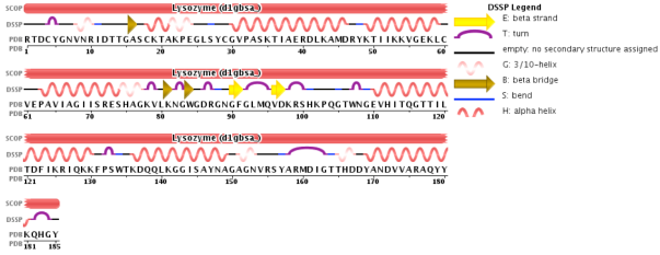 Estructura primaria de la lisozima (cada letra mayúscula representa un aminoácido). Los símbolos sobre la secuencia indican la estructura secundaria de la proteina